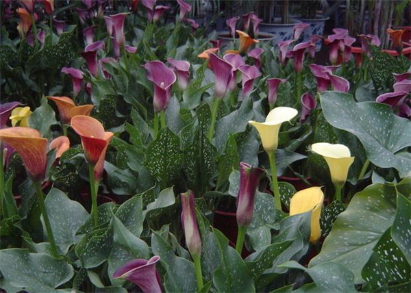 ������Ҷ�ӷ�����ô�켰������� ������Ϊʲô������ԭ����ʲô