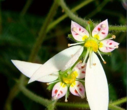 虎耳草怎么繁殖方法详细介绍 虎耳草的繁殖方法还有这些