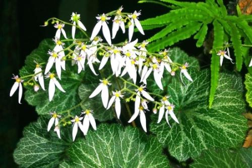 �����ݵ�Ҷ����ô�� С����������ô���������ݵ�Ҷ��