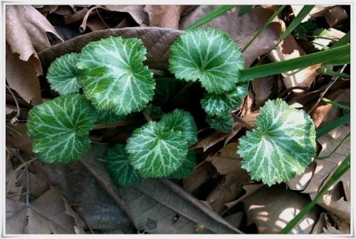 �����ݵ�Ҷ����ô�� С����������ô���������ݵ�Ҷ��