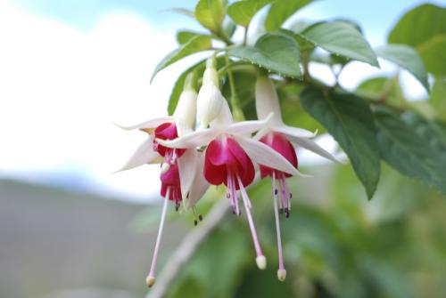 灯笼花怎么扦插方法介绍 灯笼花的繁殖方法可不止扦插哦