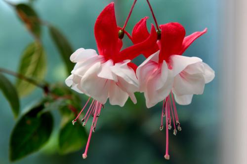 ������Ҷ�ӷ��Ƶ�������ô�� ������Ҷ�ӱ����������ô���ͺ�