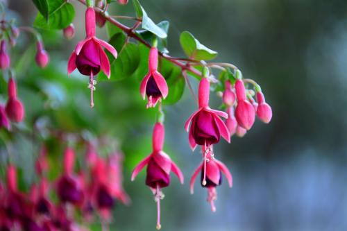 ������Ҷ�ӷ��Ƶ�������ô�� ������Ҷ�ӱ����������ô���ͺ�