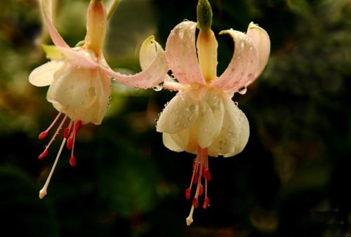 ������Ҷ�ӷ��Ƶ�������ô�� ������Ҷ�ӱ����������ô���ͺ�