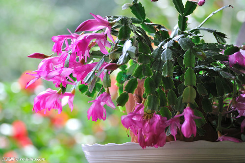 蟹爪兰不开花怎么办 蟹爪兰这样养开花多长得快