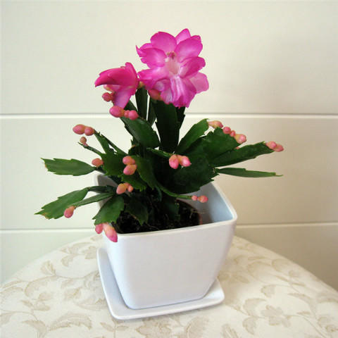 蟹爪兰不开花怎么办 蟹爪兰这样养开花多长得快