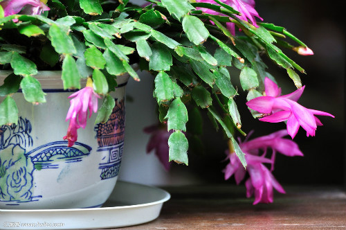 蟹爪兰不开花怎么办 蟹爪兰这样养开花多长得快