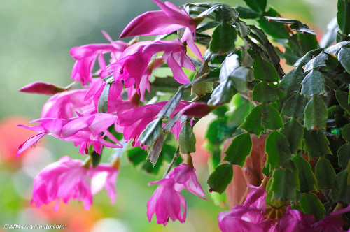 蟹爪兰不开花怎么办 蟹爪兰这样养开花多长得快