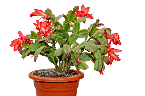 蟹爪兰不开花怎么办 蟹爪兰这样养开花多长得快