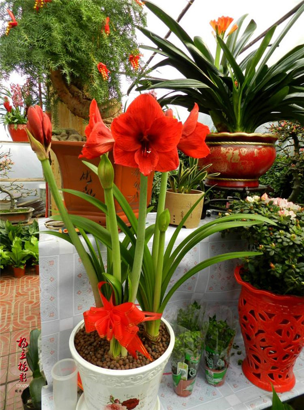 朱顶红的养殖方法和注意事项 朱顶红切根后直接种么及最快生根法