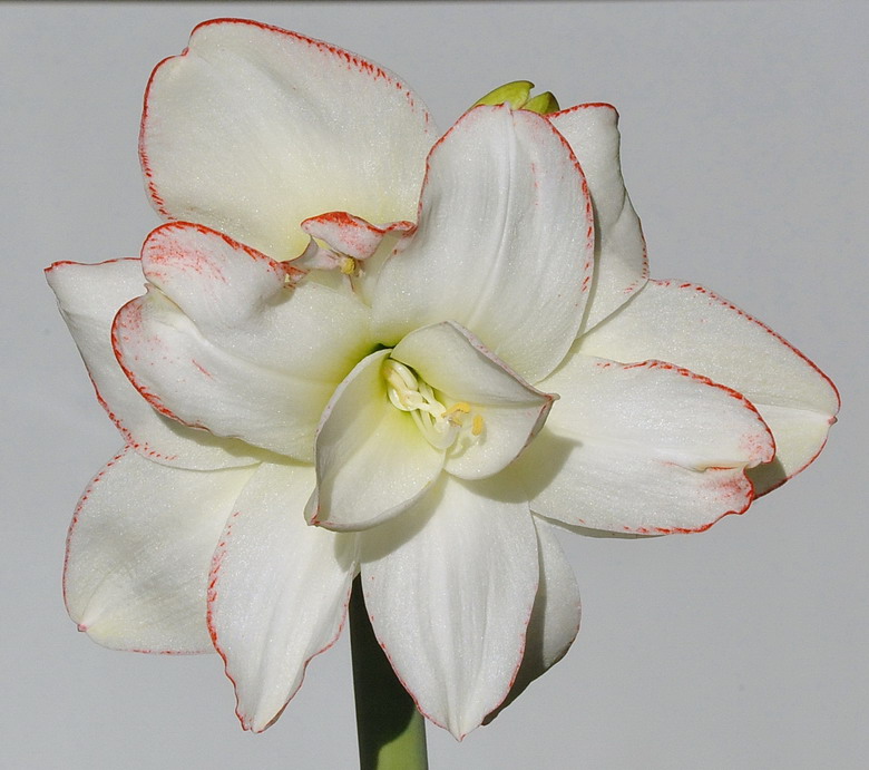 �춥���ж����ʺ���������ֳ�� �춥���ĸ�Ʒ�ֺÿ����ĸ�Ʒ�����