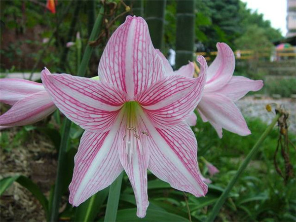 �춥���ж����ʺ���������ֳ�� �춥���ĸ�Ʒ�ֺÿ����ĸ�Ʒ�����