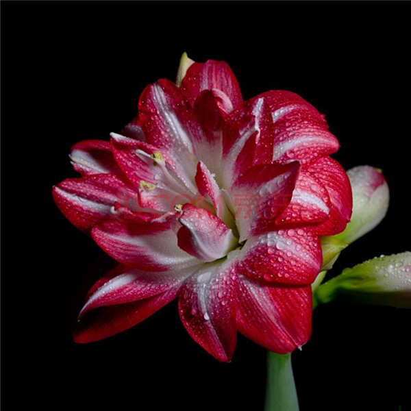 �춥���ж����ʺ���������ֳ�� �춥���ĸ�Ʒ�ֺÿ����ĸ�Ʒ�����