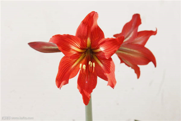 �춥���ж����ʺ���������ֳ�� �춥���ĸ�Ʒ�ֺÿ����ĸ�Ʒ�����