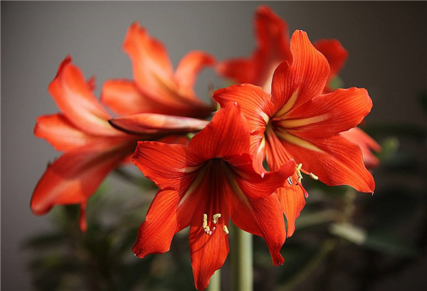 �춥���ж����ʺ���������ֳ�� �춥���ĸ�Ʒ�ֺÿ����ĸ�Ʒ�����