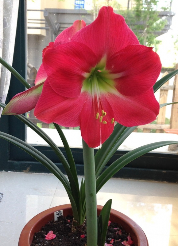 �춥���ж����ʺ���������ֳ�� �춥���ĸ�Ʒ�ֺÿ����ĸ�Ʒ�����