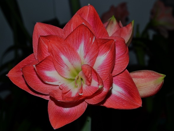 �춥���ж����ʺ���������ֳ�� �춥���ĸ�Ʒ�ֺÿ����ĸ�Ʒ�����