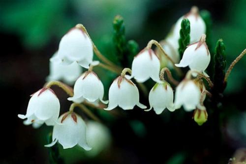 铃兰花叶子发黄怎么拯救 这些补救方法千万不能错过