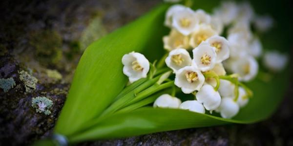 铃兰花叶子发黄怎么拯救 这些补救方法千万不能错过