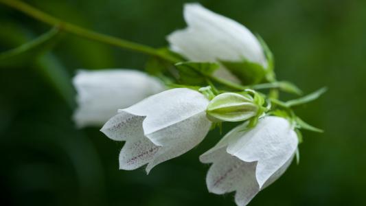 铃兰花叶子发黄怎么拯救 这些补救方法千万不能错过
