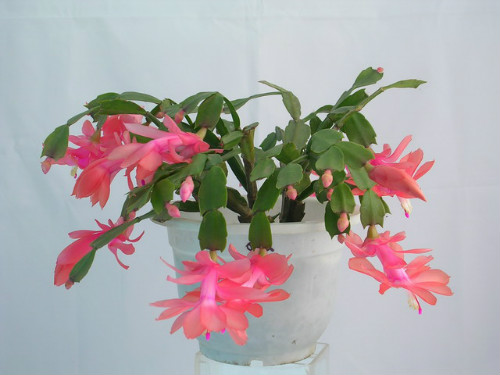 家里养蟹爪兰风水好吗 蟹爪兰放在什么位置好风水摆放禁忌