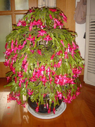 家里养蟹爪兰风水好吗 蟹爪兰放在什么位置好风水摆放禁忌