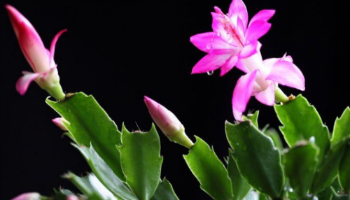 家里养蟹爪兰风水好吗 蟹爪兰放在什么位置好风水摆放禁忌