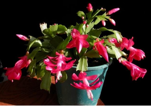 家里养蟹爪兰风水好吗 蟹爪兰放在什么位置好风水摆放禁忌