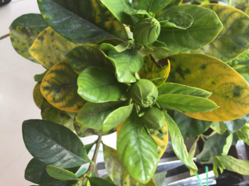 栀子花叶子发黄怎么办 这样做可以有效解决栀子花叶子发黄问题哦