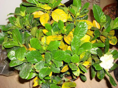 栀子花叶子发黄怎么办 这样做可以有效解决栀子花叶子发黄问题哦