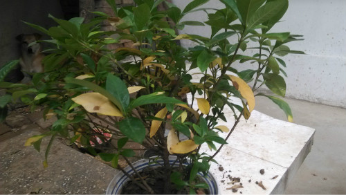 栀子花叶子发黄怎么办 这样做可以有效解决栀子花叶子发黄问题哦