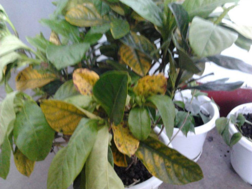 栀子花叶子发黄怎么办 这样做可以有效解决栀子花叶子发黄问题哦