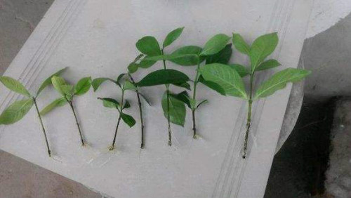 ���ӻ���ôǤ�巽����ͼ��  ���ӻ�Ǥ�����ñ�ʱ���������