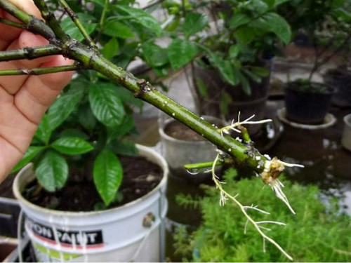 ���ӻ���ôǤ�巽����ͼ��  ���ӻ�Ǥ�����ñ�ʱ���������