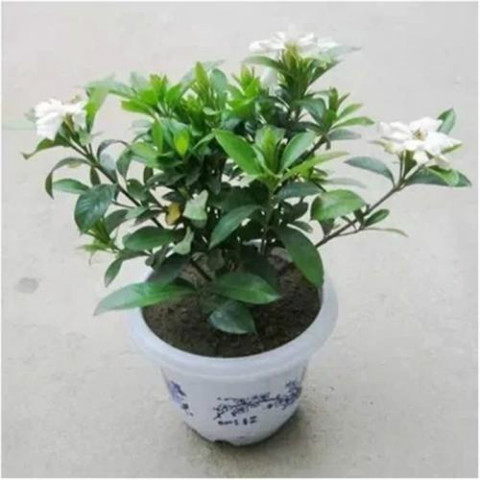 ���ӻ���ôǤ�巽����ͼ��  ���ӻ�Ǥ�����ñ�ʱ���������