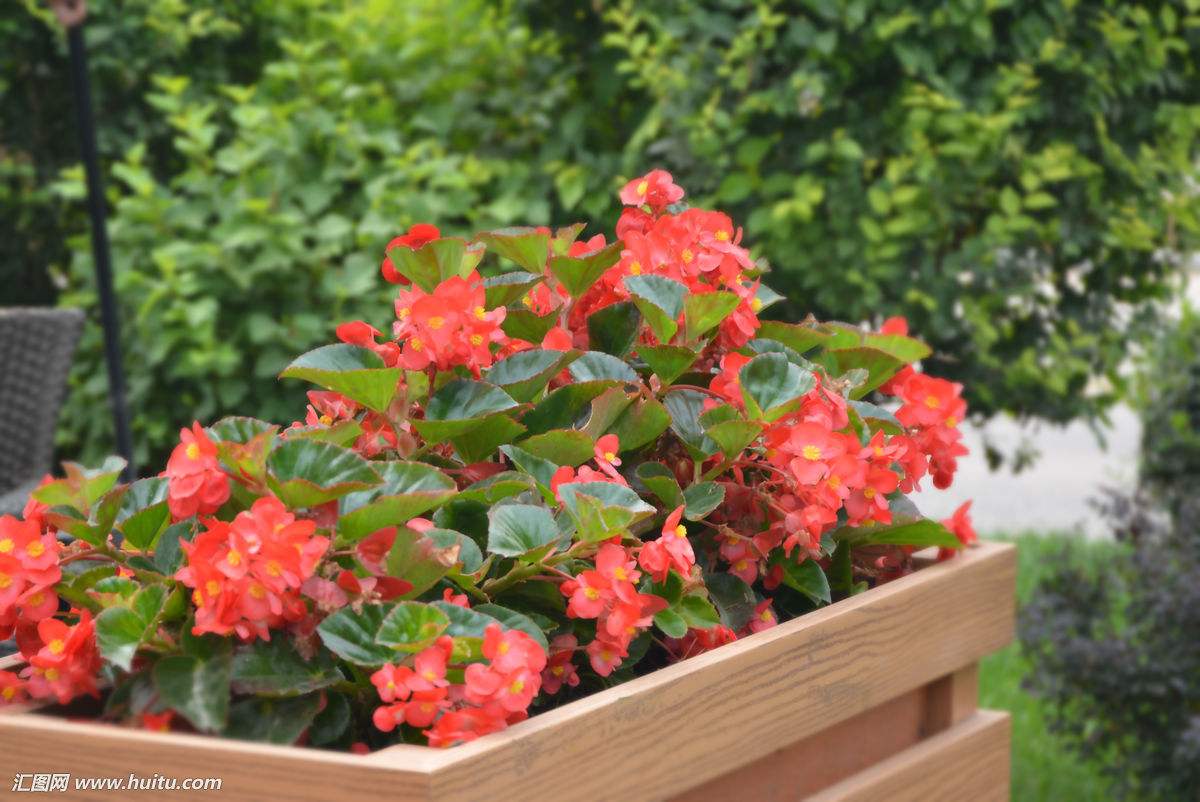 玻璃海棠叶子发黄怎么办 挽救玻璃海棠叶子发黄的方法有这些