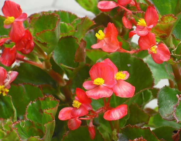 玻璃海棠叶子发黄怎么办 挽救玻璃海棠叶子发黄的方法有这些