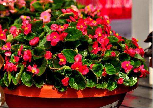 玻璃海棠叶子发黄怎么办 挽救玻璃海棠叶子发黄的方法有这些