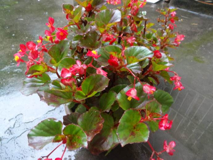 玻璃海棠叶子发黄怎么办 挽救玻璃海棠叶子发黄的方法有这些