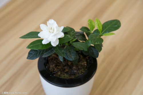 ���ӻ���ô����ͥ���� ���ӻ���ֳ������ע����������������