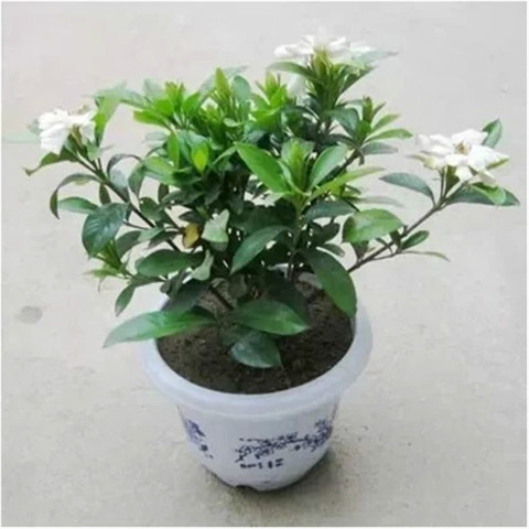 ���ӻ���ô����ͥ���� ���ӻ���ֳ������ע����������������