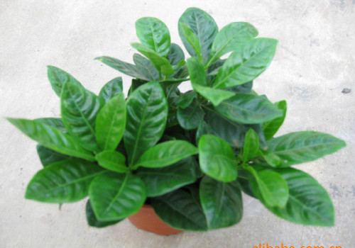 ���ӻ���ô����ͥ���� ���ӻ���ֳ������ע����������������