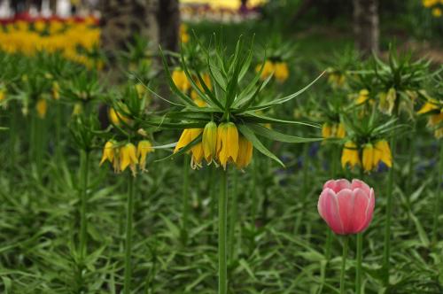 ����ĸ���ڽ���ʲôʱ�򿪻� ����ĸ�����������ֶ��ֺ�