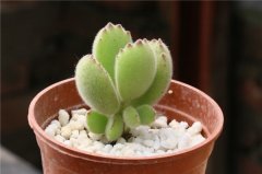 熊童子怎么养才能爆盆 如何养护熊童子爆盆的秘诀在这里