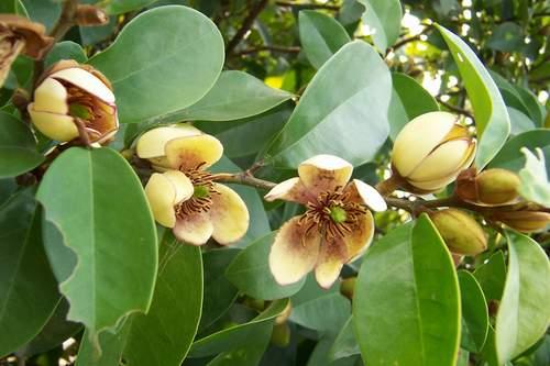 家养含笑花风水好吗?含笑花养在家适合摆放在哪个位置