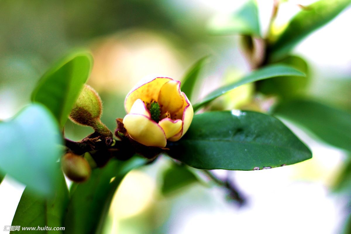 家养含笑花风水好吗?含笑花养在家适合摆放在哪个位置
