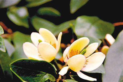 家养含笑花风水好吗?含笑花养在家适合摆放在哪个位置