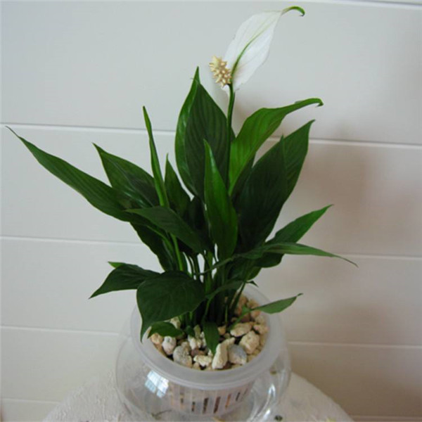 һ˳Ļô£һ˳ĻԭΪ