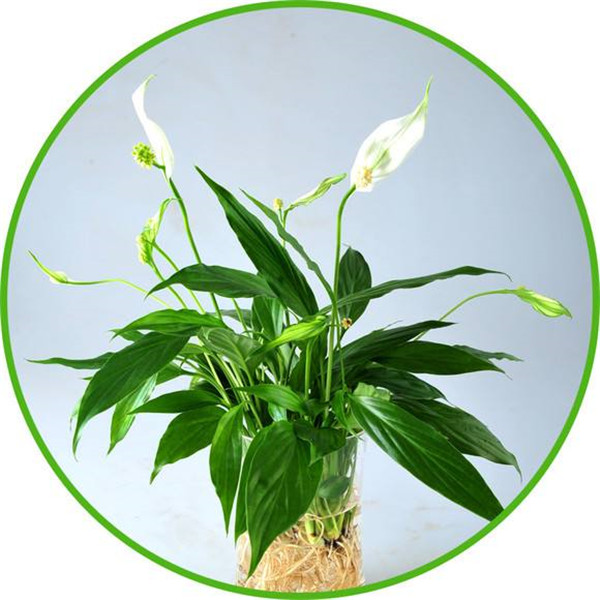 һ˳Ļô£һ˳ĻԭΪ