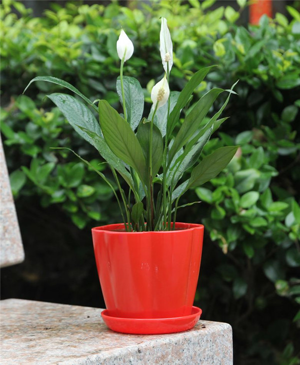 һ˳Ļô£һ˳ĻԭΪ